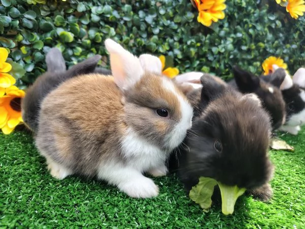 Conigli ariete nani  | Foto 1