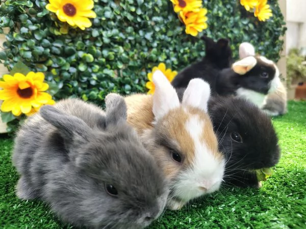 Conigli ariete nani  | Foto 0