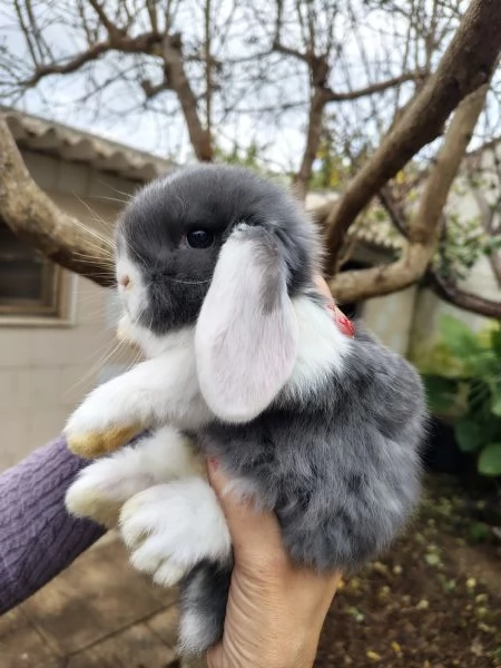 Conigli Ariete Nani  | Foto 4