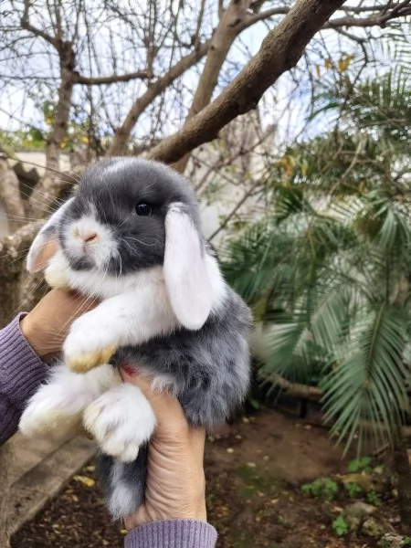 Conigli Ariete Nani  | Foto 3