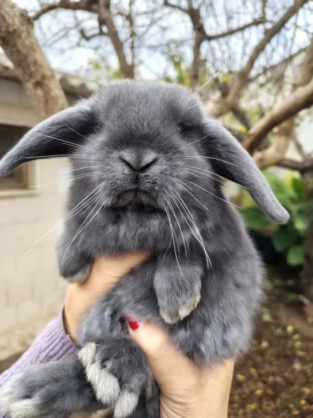 Conigli Ariete Nani  | Foto 2