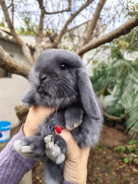 Conigli Ariete Nani  | Foto 1