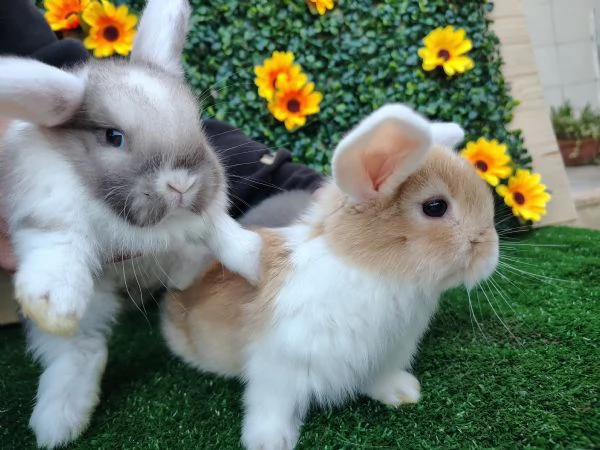 Conigli Ariete Nani  | Foto 8