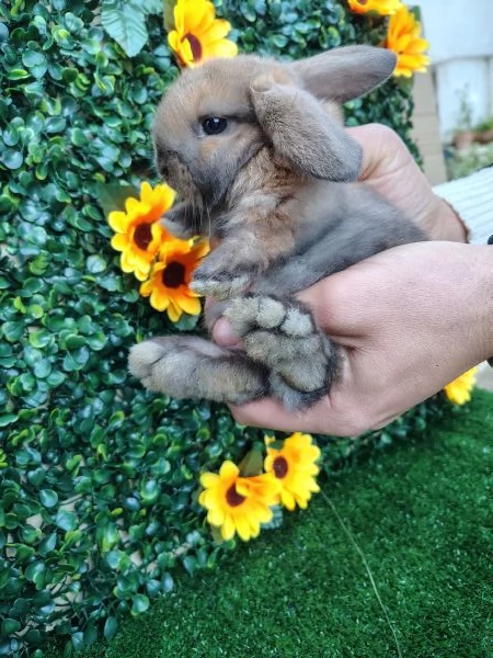 Conigli Ariete Nani  | Foto 7