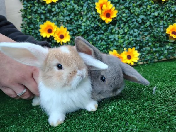 Conigli Ariete Nani  | Foto 6