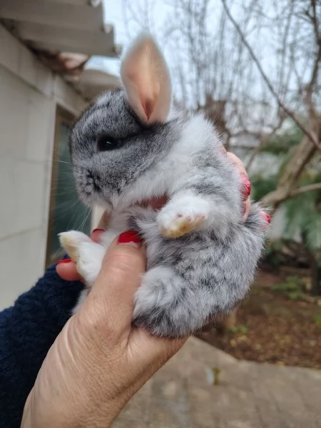 Conigli Ariete Nani  | Foto 4