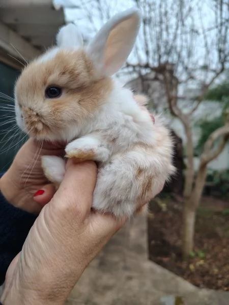 Conigli Ariete Nani  | Foto 3