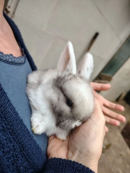 Conigli Ariete Nani  | Foto 2