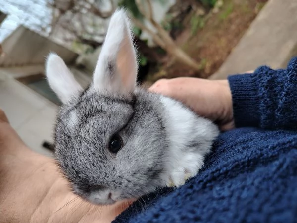 Conigli Ariete Nani  | Foto 1