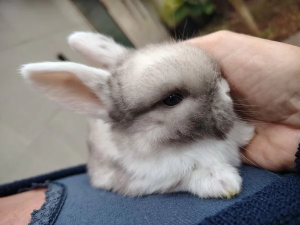 Conigli Ariete Nani  | Foto 0