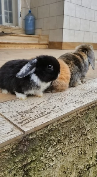 Conigli ariete  | Foto 5