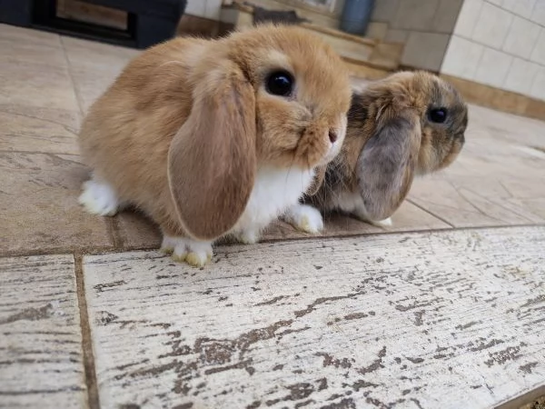 Conigli ariete  | Foto 2