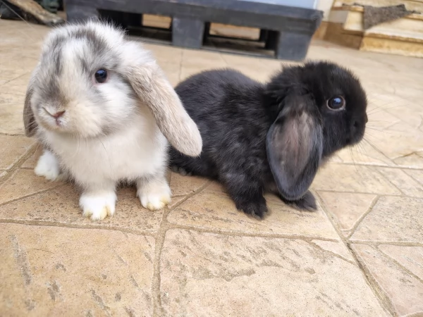 Conigli ariete  | Foto 1