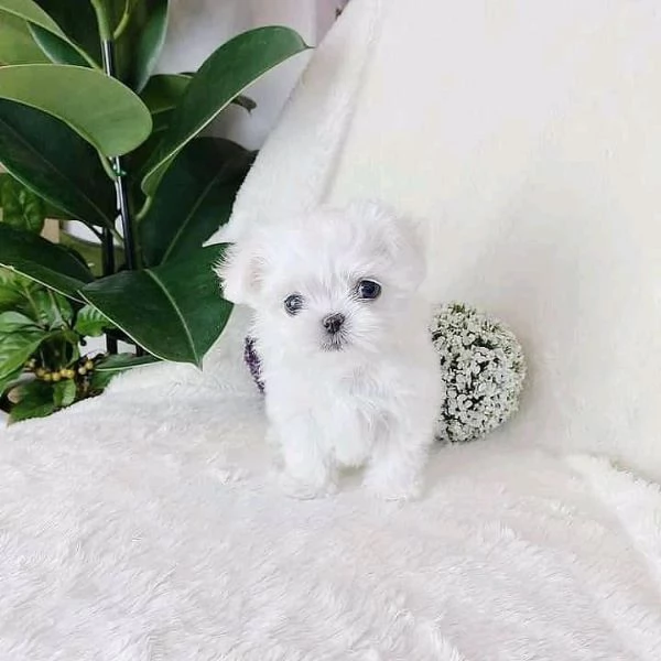Cuccioli di Maltese fantastici