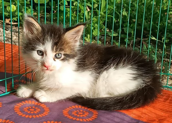 Maine Coon cuccioli pedigree da Campioni 