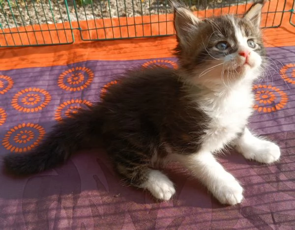Maine Coon cuccioli pedigree da Campioni  | Foto 6