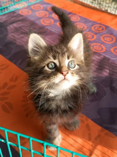 Maine Coon cuccioli pedigree da Campioni  | Foto 5
