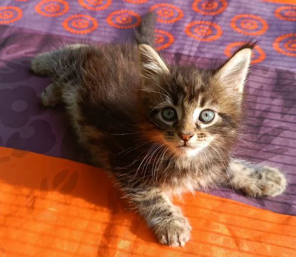 Maine Coon cuccioli pedigree da Campioni  | Foto 4
