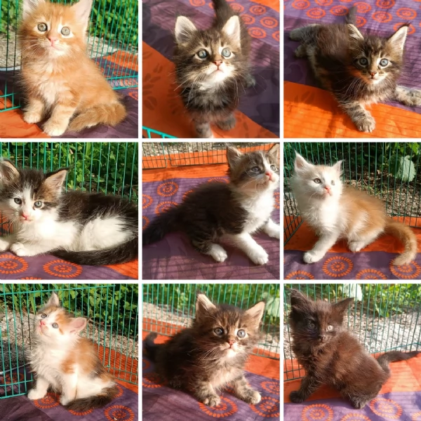 Maine Coon cuccioli pedigree da Campioni  | Foto 3