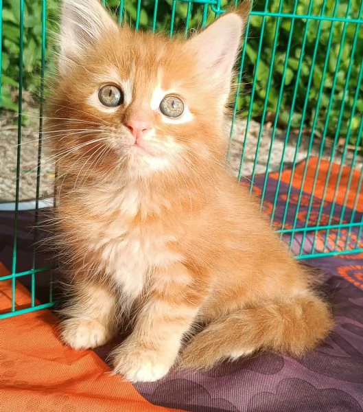 Maine Coon cuccioli pedigree da Campioni  | Foto 2