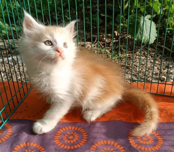Maine Coon cuccioli pedigree da Campioni  | Foto 1