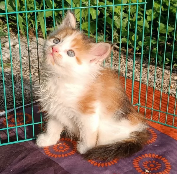 Maine Coon cuccioli pedigree da Campioni  | Foto 0