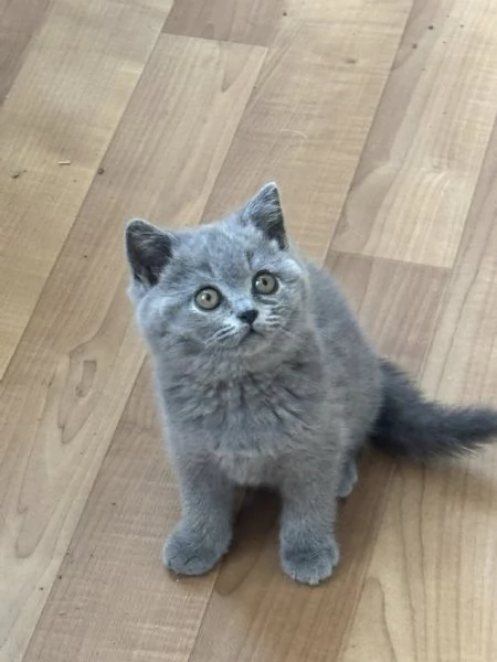 Due meravigliose British shorthair