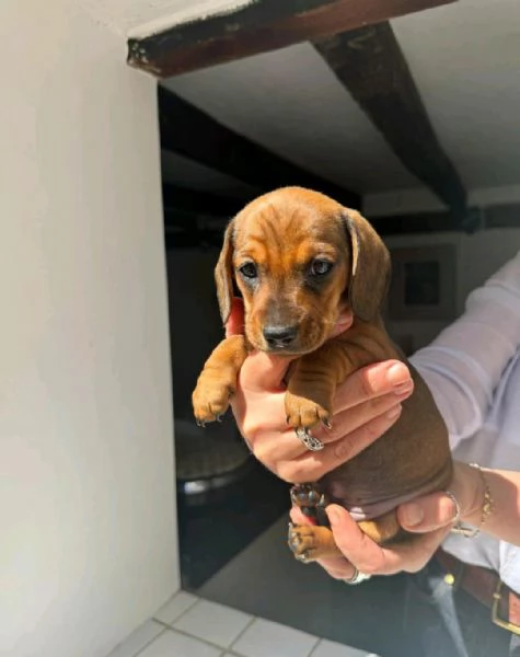 Regala i nostri cuccioli di Bassotto, maschio e femmina | Foto 2