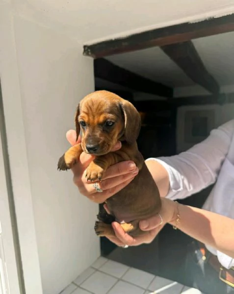 Regala i nostri cuccioli di Bassotto, maschio e femmina | Foto 1
