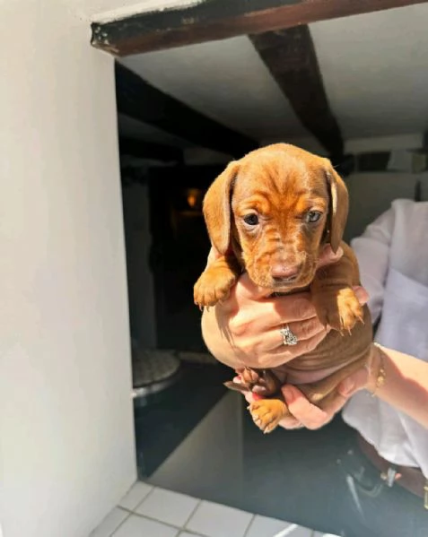Regala i nostri cuccioli di Bassotto, maschio e femmina | Foto 0