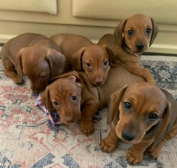 Regala i nostri cuccioli di Bassotto, maschio e femmina