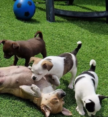 Regaliamo i nostri cuccioli di Chihuahua, maschi e femmine