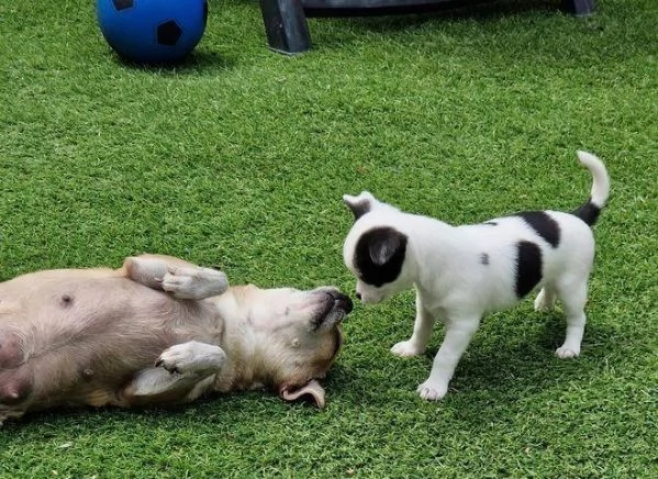 Regaliamo i nostri cuccioli di Chihuahua, maschi e femmine | Foto 1