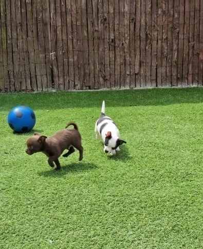 Regaliamo i nostri cuccioli di Chihuahua, maschi e femmine | Foto 0