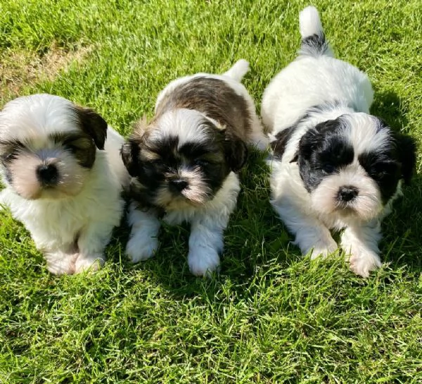 Regaliamo i nostri cuccioli di Shitzu, maschi e femmine | Foto 0