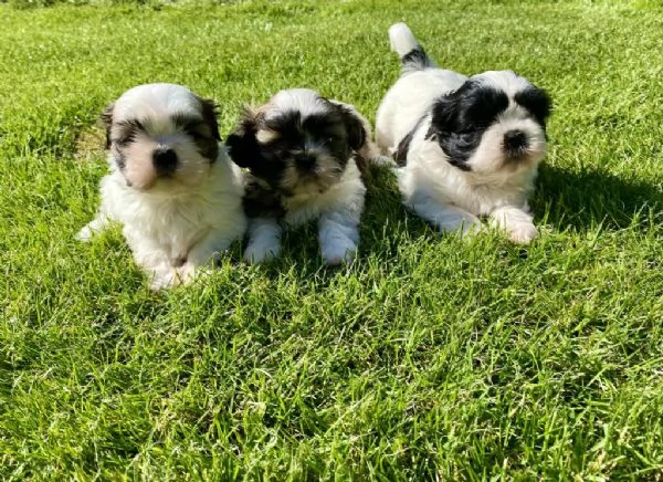 Regaliamo i nostri cuccioli di Shitzu, maschi e femmine