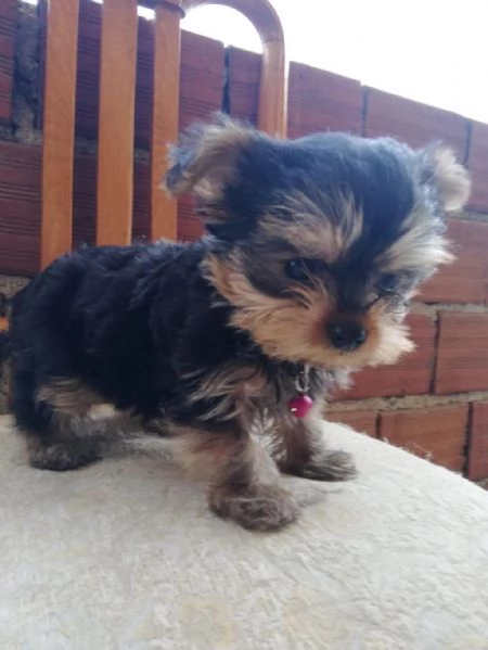 Regaliamo i nostri cuccioli di Yorkshire maschio e femmina