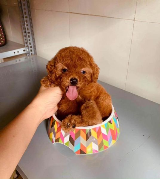 Cuccioli Barboncino toy | Foto 0