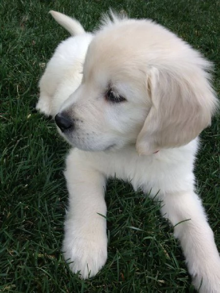 Due cuccioli maschietti di Golden retriever!!