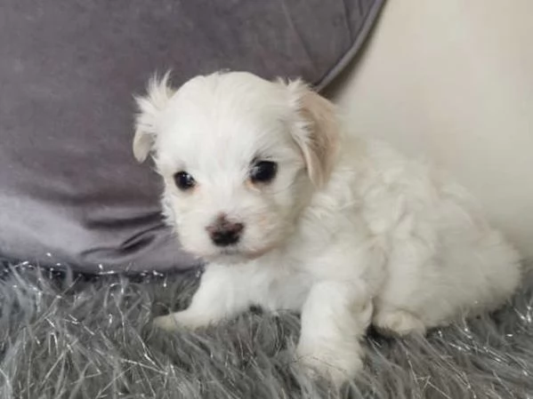 Bellissimi Cuccioli di Maltese Toy Maschi e Femmine | Foto 2