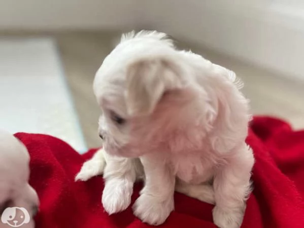 Bellissimi Cuccioli di Maltese Toy Maschi e Femmine | Foto 0