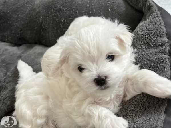  Bellissimi Cuccioli di Maltese Toy Maschi e Femmine | Foto 5
