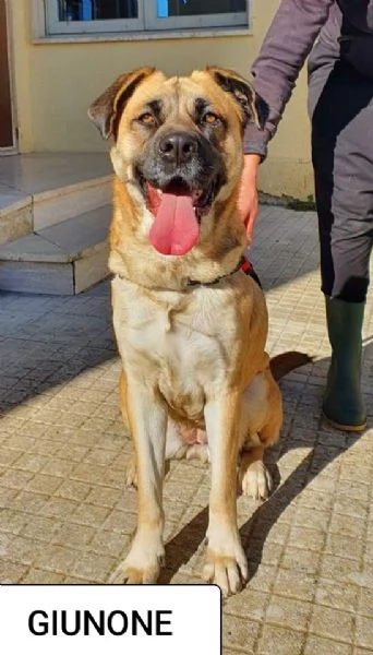 GIUNONE cerca casa  | Foto 6