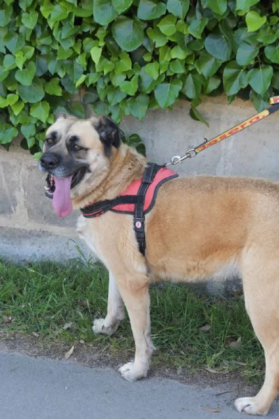 GIUNONE cerca casa  | Foto 5