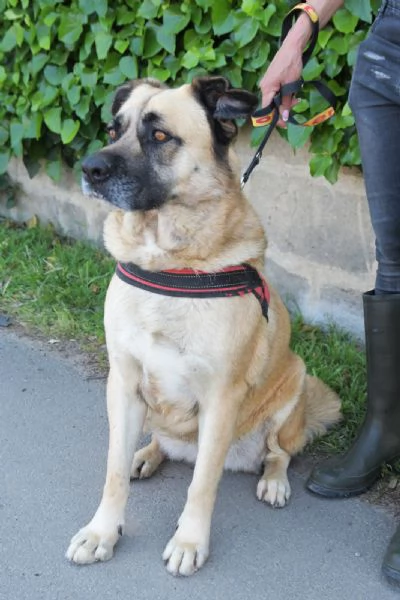 GIUNONE cerca casa  | Foto 4