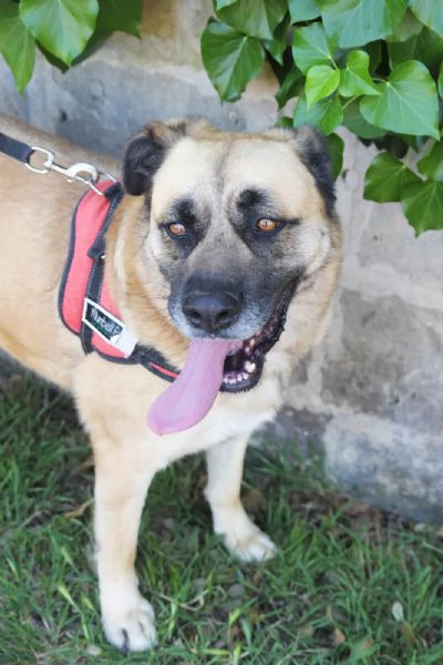 GIUNONE cerca casa  | Foto 3