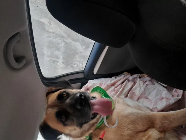 GIUNONE cerca casa  | Foto 2