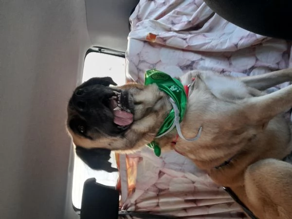 GIUNONE cerca casa  | Foto 0