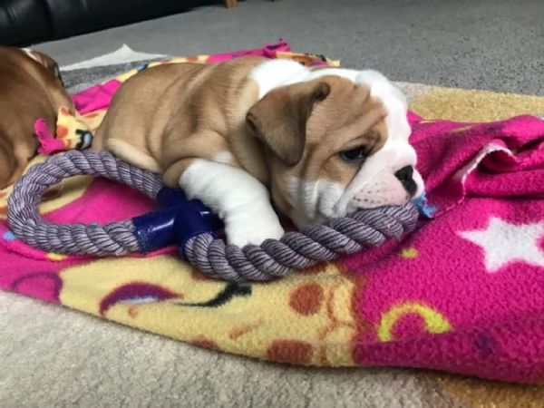 Cuccioli di Bulldog inglese vaccinati e addestrati a casa disponibili per la vendita | Foto 3
