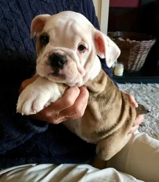 Cuccioli di Bulldog inglese vaccinati e addestrati a casa disponibili per la vendita | Foto 2